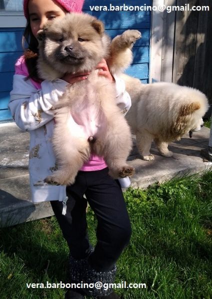 Regalo Chow Chow da Privato a Vercelli cuccioli di razza chow chow bianco crema fulvo