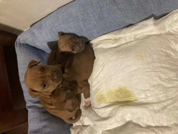 Vendo cuccioli Pitbull  | Foto 11