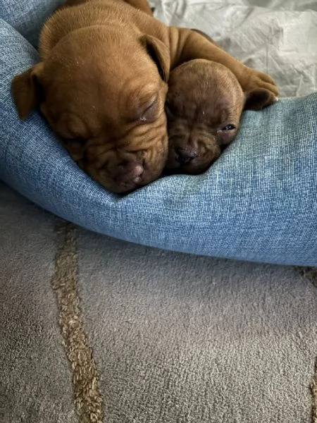 Vendo cuccioli Pitbull  | Foto 10