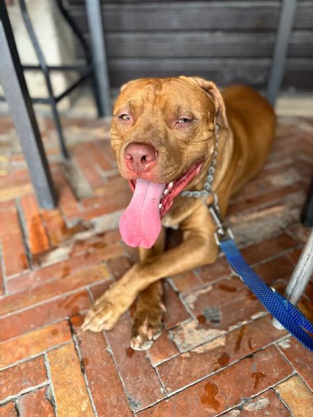 Vendo cuccioli Pitbull  | Foto 9