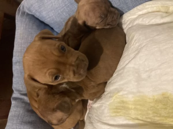 Vendo cuccioli Pitbull  | Foto 7