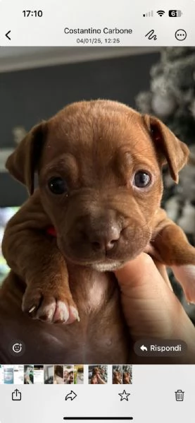 Vendo cuccioli Pitbull  | Foto 6