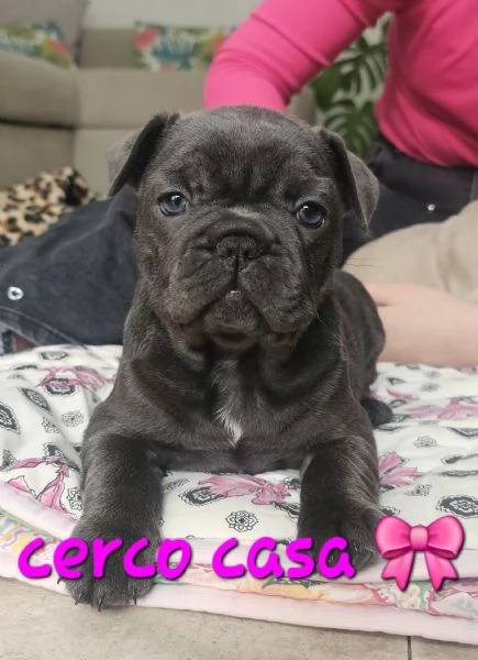 Bulldog francese esotico  | Foto 2