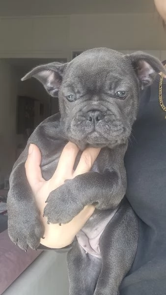 Bulldog francese esotico  | Foto 1