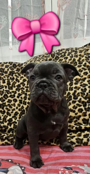 Bulldog francese esotico 