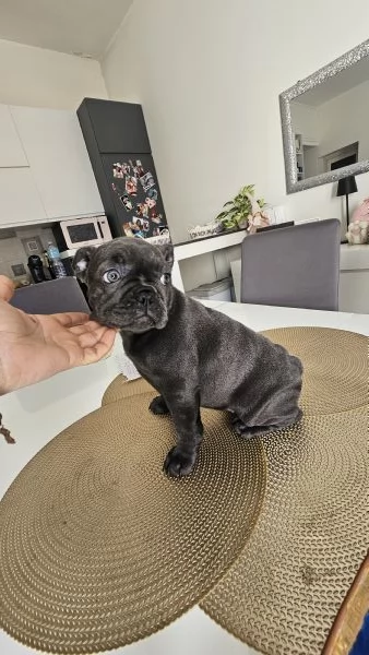 Bulldog francese esotico  | Foto 0