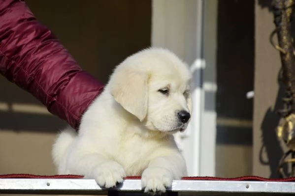 Meravigliosi cuccioli Golden Retriever