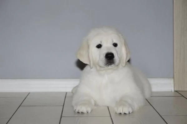 Cuccioli maschi di Golden Retriever