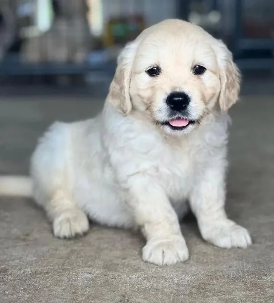 Disponibili cuccioli di Golden Retriever. | Foto 0