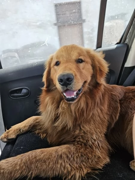 Golden retriever american 