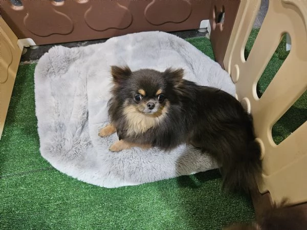 Chihuahua pelo lungo russo | Foto 0