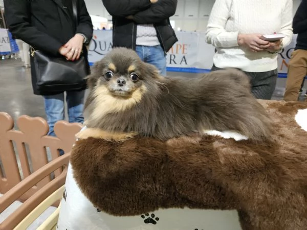 Chihuahua pelo lungo russo