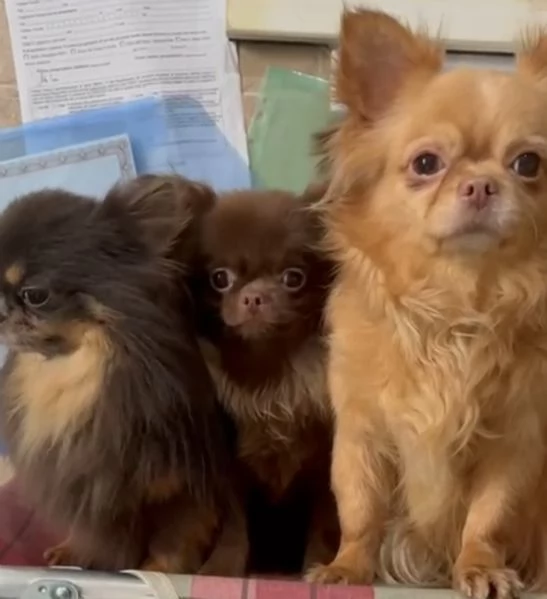 Chihuahua russo pelo lungo