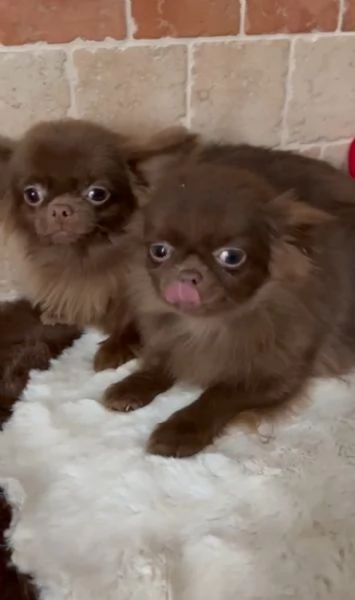 Chihuahua russo pelo lungo | Foto 2