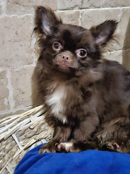 Chihuahua russo pelo lungo | Foto 1