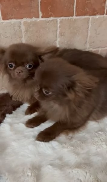 Chihuahua russo pelo lungo | Foto 0