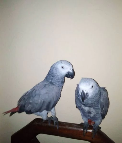 Una coppia di pappagalli grigi africani {maschio e femmina} | Foto 1