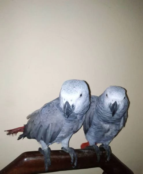 Una coppia di pappagalli grigi africani {maschio e femmina}