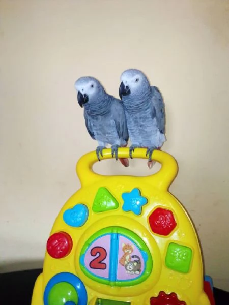 Una coppia di pappagalli grigi africani {maschio e femmina} | Foto 0