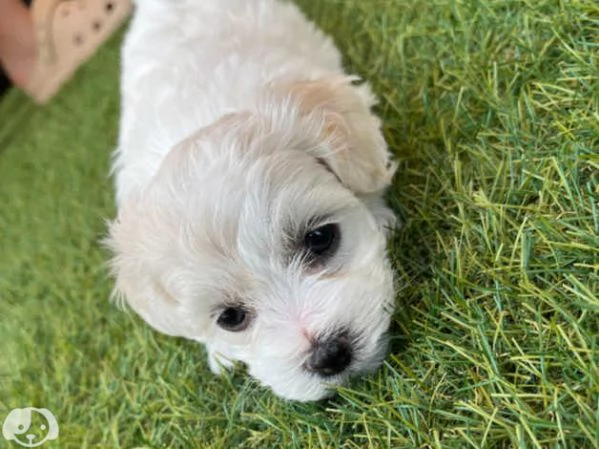 Maltese toy molto dolce  | Foto 4