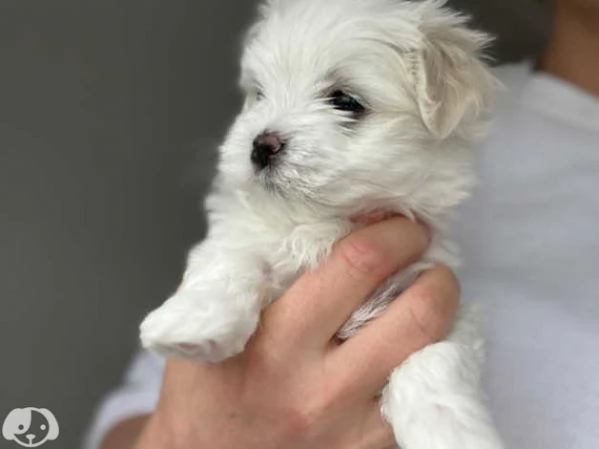 Maltese toy molto dolce  | Foto 0