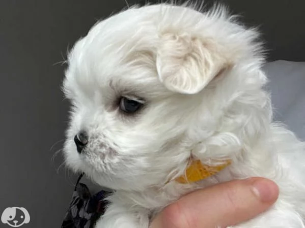 Maltese toy molto dolce | Foto 3