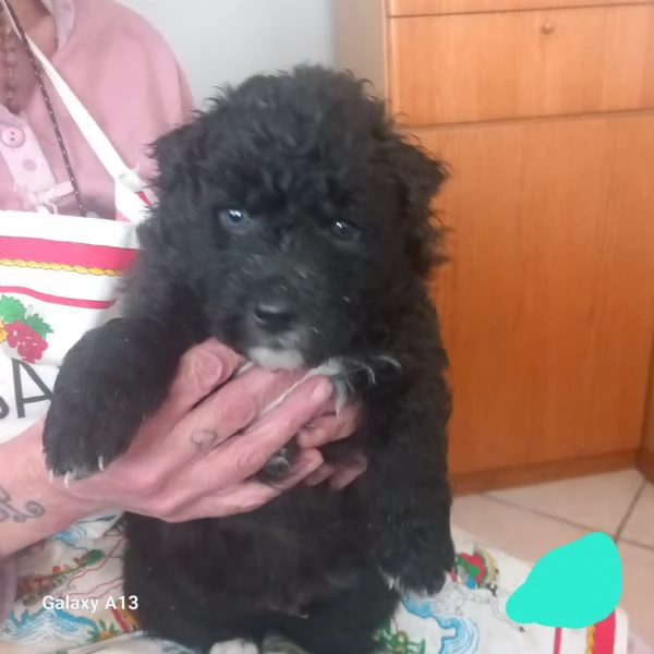 Regalo cuccioli taglia media 