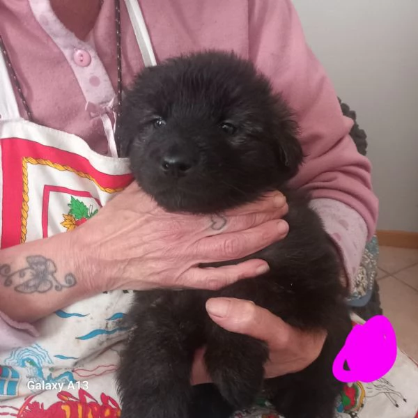 Regalo cuccioli taglia media  | Foto 4