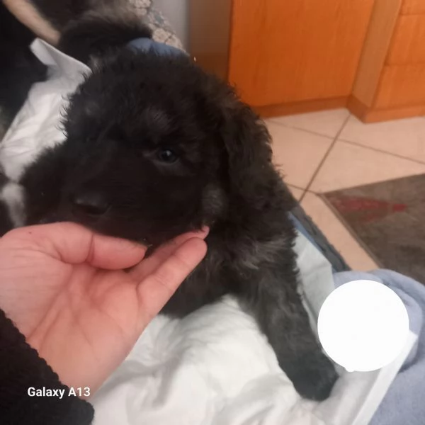 Regalo cuccioli taglia media  | Foto 3