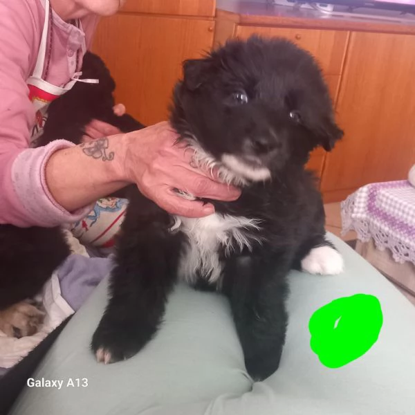 Regalo cuccioli taglia media  | Foto 2