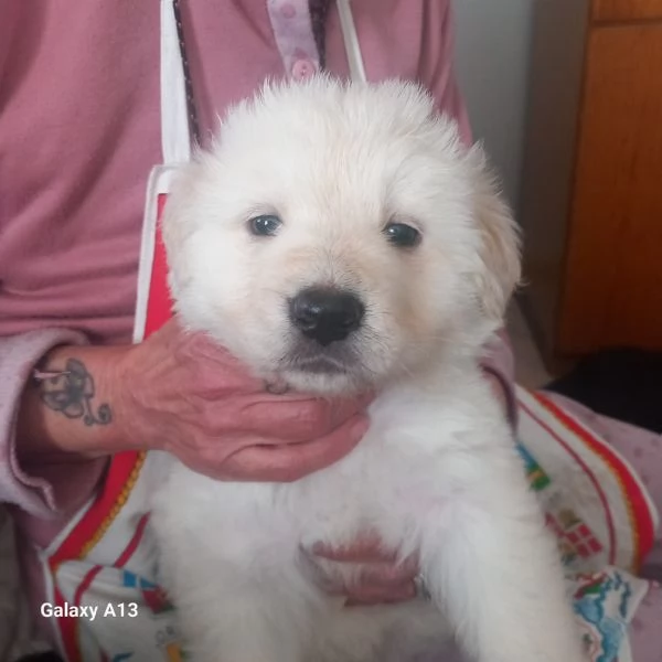 Regalo cuccioli taglia media  | Foto 1
