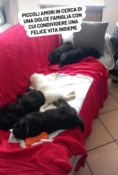 Regalo cuccioli taglia media  | Foto 0