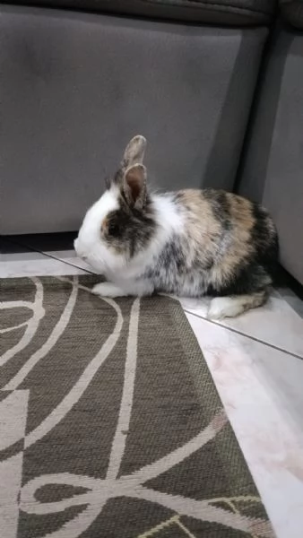 Coniglio nano | Foto 1