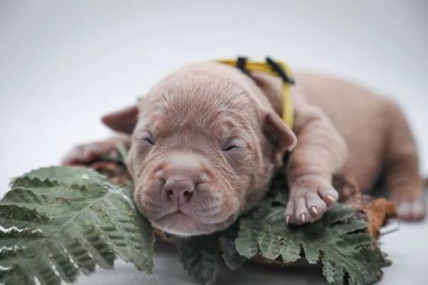 Cuccioli disponibili Di American Pitbull terrier 