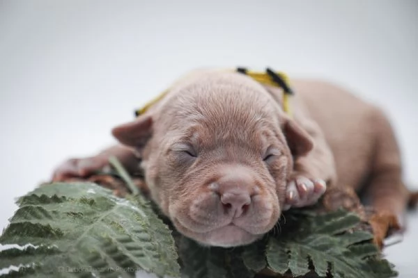 Cuccioli disponibili Di American Pitbull terrier  | Foto 6