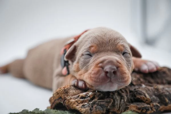 Cuccioli disponibili Di American Pitbull terrier  | Foto 5