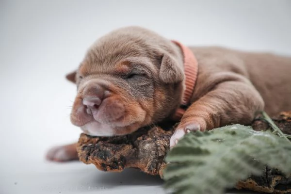 Cuccioli disponibili Di American Pitbull terrier  | Foto 4