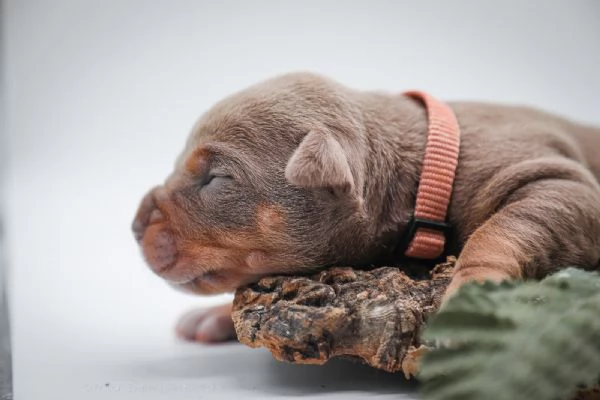 Cuccioli disponibili Di American Pitbull terrier  | Foto 3