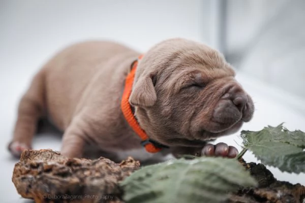 Cuccioli disponibili Di American Pitbull terrier  | Foto 2