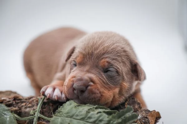 Cuccioli disponibili Di American Pitbull terrier  | Foto 1