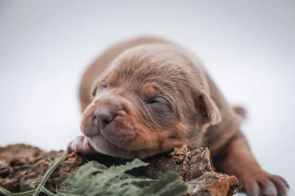 Cuccioli disponibili Di American Pitbull terrier  | Foto 0