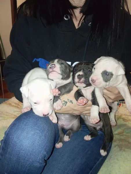 Cuccioli Amstaff/Pitbull 