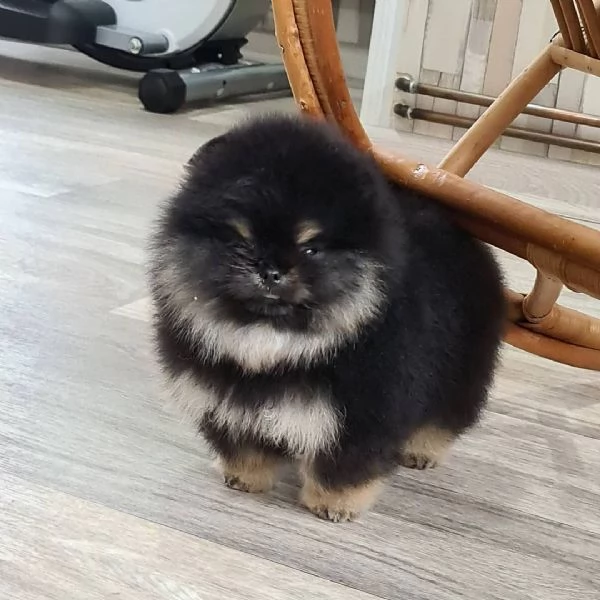 volpino pomerania -WHATSAPP: +[hidden] | Foto 4
