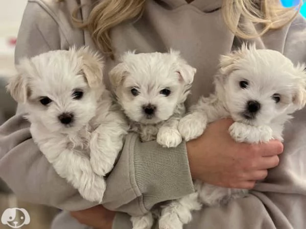 Maltese toy | Foto 4