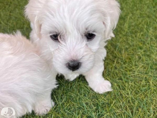 Maltesi cuccioli molto piccoli | Foto 1