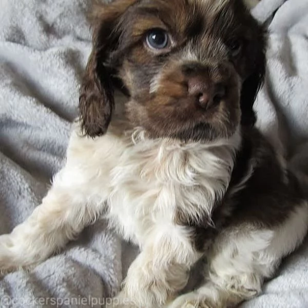 Sono nati alcuni bellissimi cuccioli di cocker spaniel.. | Foto 2