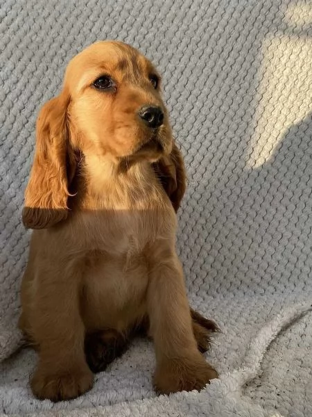 Sono nati alcuni bellissimi cuccioli di cocker spaniel.. | Foto 2