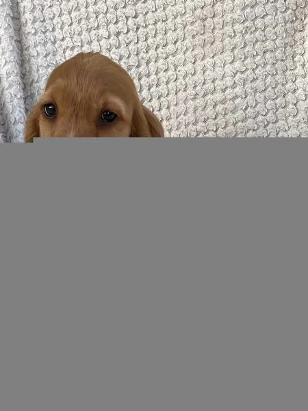 Sono nati alcuni bellissimi cuccioli di cocker spaniel.. | Foto 3