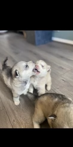 Regala cuccioli di Husky maschi e femmine | Foto 2
