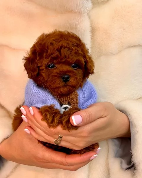 Meravigliosi barboncini toy disponibili !!!!